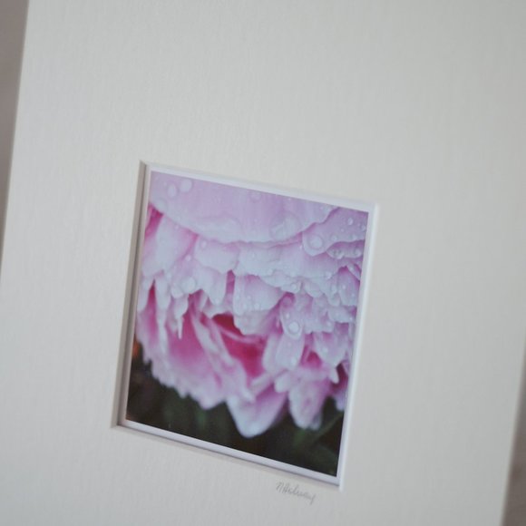 "Peony After the Rain" Mini Photography Art Print - Picture 2 of 3